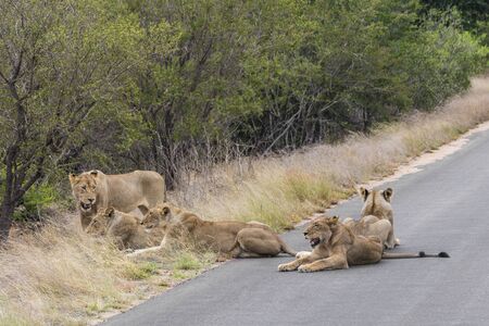 Lions relax on the street in the Kruger National Park in South Africa. Safari in Mpumalanga.の写真素材