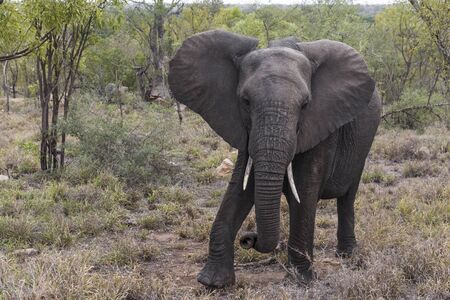 Big FIVE African elephant easily irritated on safari in Kruger National Park in South Africa.の写真素材