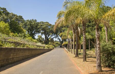 South African street with palm trees, palm al Cape Town, South Africa.の写真素材