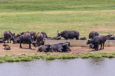 Big FIVE African buffalo or Cape buffalo relax at waterhole on safari in Kruger National Park in South Africa.の写真素材