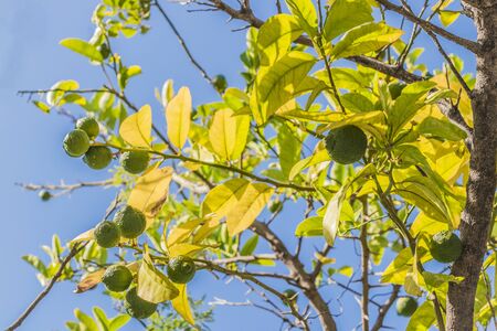 Lime tree or lemon tree in the gardens of Cape Town, South Africa.の写真素材