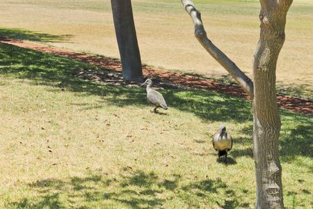 Hadada ibis, birds in Green Point Park in Cape Town, South Africa.の写真素材