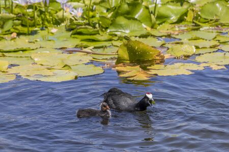 Coot catches food in the pond. Black bird, water bird. Green Point Park, Cape Town.の写真素材