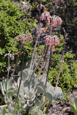Plants and flowers at Green Point Park in Cape Town, South Africa. Beautiful plants from the south of Africa.の写真素材