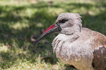 Hadada ibis, birds in Green Point Park in Cape Town, South Africa.