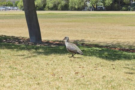 Hadada ibis, birds in Green Point Park in Cape Town, South Africa.の写真素材
