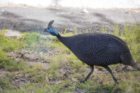 Helm Guinea Fowl, helmeted guineafowl, numida meleagris, wild animals in South Africaの写真素材