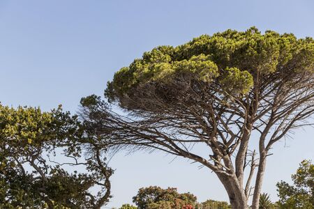Big African tree and blue sky in Cape Town, South Africaの写真素材