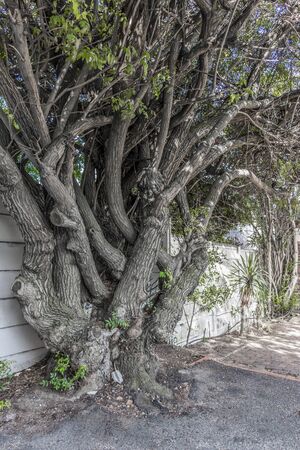 Big African unique and multi-stemmed tree in Cape Town, South Africa.の写真素材