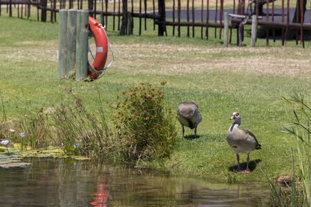 Brown white ducks from Cape Town, South Africa. Green Point Park.の写真素材