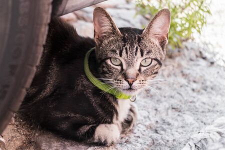 Cute cat with green collar, hiding behind car tires. Cape Town, South Africa.の写真素材