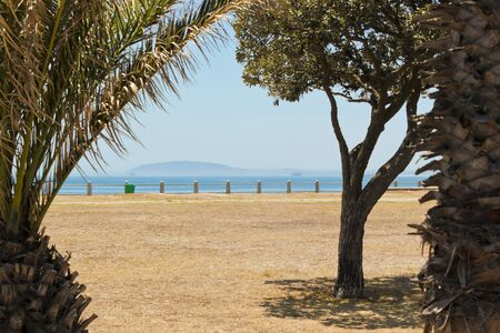 View on Robben Island between palm trees seen from Cape Town, South Africa.の写真素材