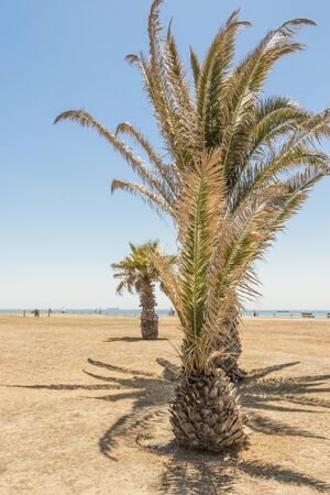 Palms, palm plants, tree, crown of a palm tree in dry Cape Town in South Africa with blue sky.の写真素材