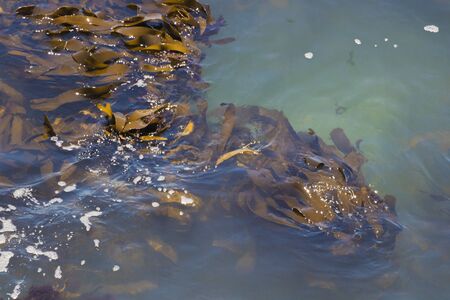 Brown algae in the blue water in Cape Town, South Africa.