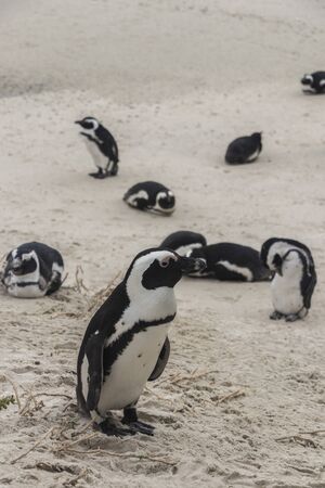Penguins at Boulders Beach in Simon's Town, Cape Town, South Africa. Colony of Spectacled Penguins.の写真素材