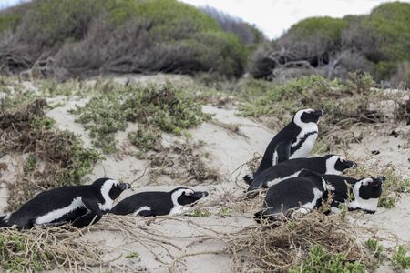 Sleeping penguins at Boulders Beach in Simon's Town, Cape Town, South Africa. Colony of Spectacled Penguins.の写真素材