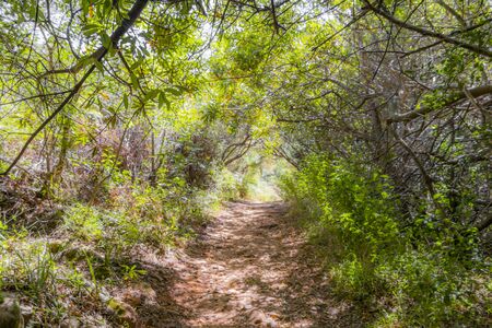 Nature and forest in Africa. Hiking trail in the Tablemoutain National Park, Cape Town, South Africa.の写真素材