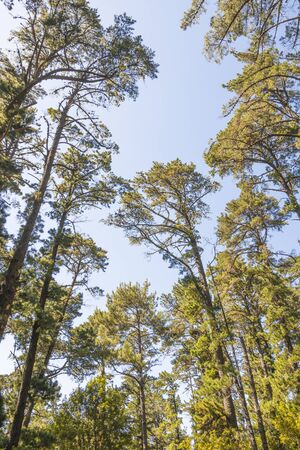 Treetops and tree trunks seen from below. Table Mountain National Parks in Cape Town, South Africa.の写真素材