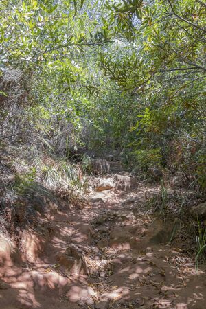 Nature and forest in Africa. Hiking trail in the Tablemoutain National Park, Cape Town, South Africa.の写真素材