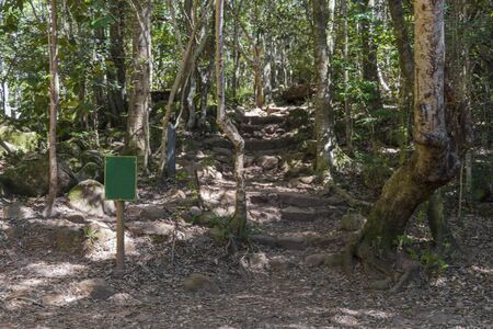 Shady forest path and hiking trail in Table Mountain National Park in Cape Town, South Africa.の写真素材