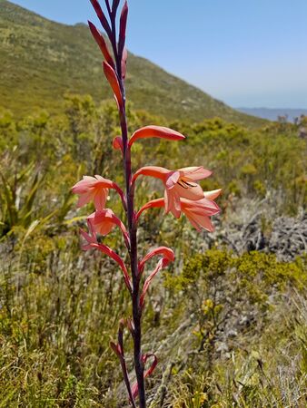 Plants and flowers at Table Mountain National Park in Cape Town, South Africa. Beautiful plants from the south of Africa.の写真素材