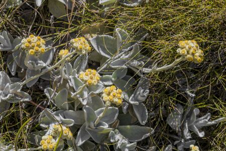 Yellow flowers at Table Mountain National Park in Cape Town, South Africa. Beautiful plants from African gardens and parks.の写真素材