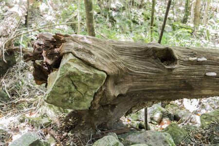 Tree eats stone, envelops rock and breaks after storm, kicks after storm in forest from Tablemountain National Park, Cape Town, South Africa.の写真素材