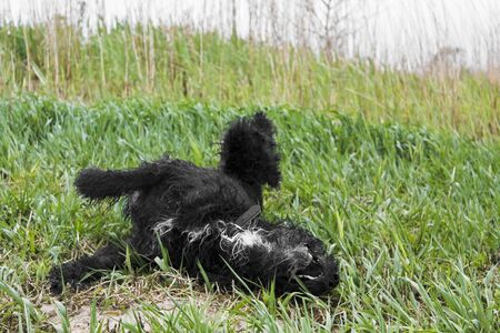 Black wet and dirty dog ââvery cute and playful. Niedersachsen, Germany.の写真素材