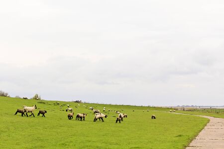 Landscape with running sheep and pasture in Sehestedt, Jade, Wasermarsch, Germany. Farm and sheep...