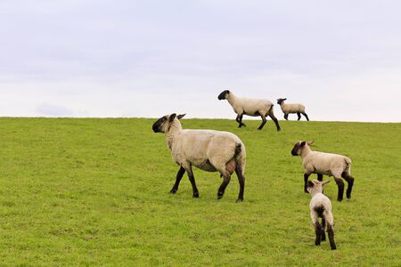 Flock of sheep walking on green meadow in the countryside in Lower Saxony, Germany.の写真素材