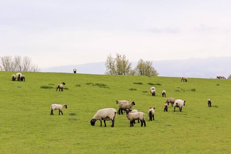 Sheep graze on green meadow in moorland, Sehestedt, Jade, Wesermarsch, Lower Saxony, Germany.の写真素材
