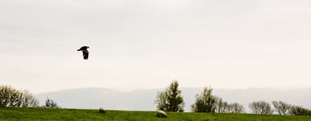 A bird flies quickly across a sheep pasture in northern Germany.の写真素材