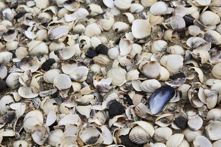 Colorful and diverse shells on the coast of Butjardingen in Wesermarsch, Lower Saxony, Germany.の写真素材