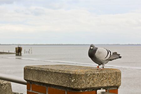 Pigeon on the coast of North German Butjardingen in Wesermarsch, Lower Saxony, Germany.の写真素材