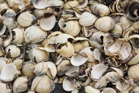 Colorful and diverse shells on the coast of Butjardingen in Wesermarsch, Lower Saxony, Germany.の写真素材
