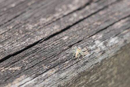 Beautiful little tropical jumping spider on a wooden background in Malaysia.の写真素材