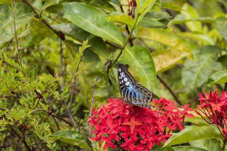 Big Blue sail butterfly Parthenos sylvia on red pink flowers in Malaysia.の写真素材