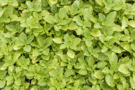 Green nettle in the Perdana Botanical Garden, Kuala Lumpur, Malaysia. Texture plants background.の写真素材