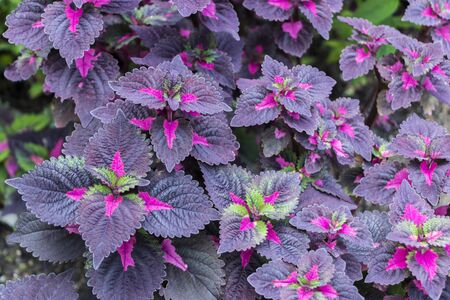 Pink Purple Green Coleus at Perdana Botanical Garden, Kuala Lumpur, Malaysia.の写真素材