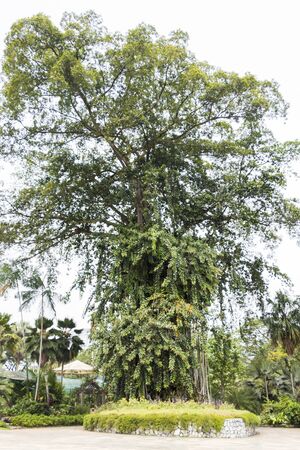 Giant tropical multi-stemmed tree in the Perdana Botanical Garden, Kuala Lumpur, Malaysia.の写真素材
