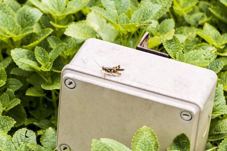 Grasshopper on an electrical box at Perdana Botanical Garden, Kuala Lumpur, Malaysia.の写真素材