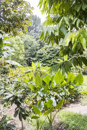 Tropical forest and park Perdana Botanical Gardens in Kuala Lumpur, Malaysia.の写真素材