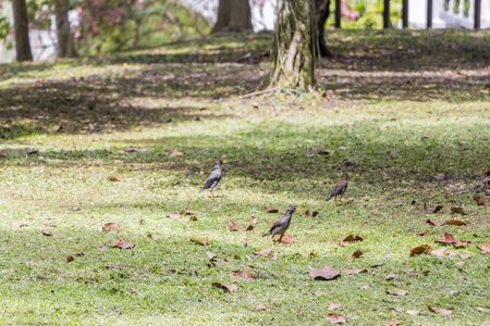 Many common myna birds graze in a meadow between leaves in the Perdana Botanical Garden, Kuala Lumpur, Malaysia.の写真素材