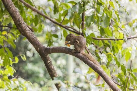 Plantain squirrel eats fruit on a branch. Beautiful close-up from the Perdana Botanical Gardens.の写真素材