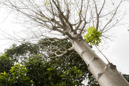 Adansonia digitata baobab tree in the tropical nature in Perdana Botanical Garden, Malaysia.の写真素材