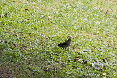 Angry birds. Angry asian glossy starling in Malaysia.の写真素材