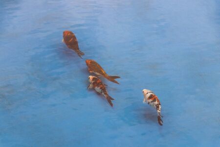 Orange golden koi carp fish swim in the blue pool pond, Malaysia.の写真素材