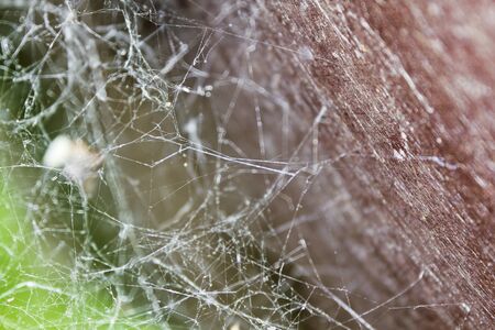Entangled spider web with green-brown forest background.の写真素材