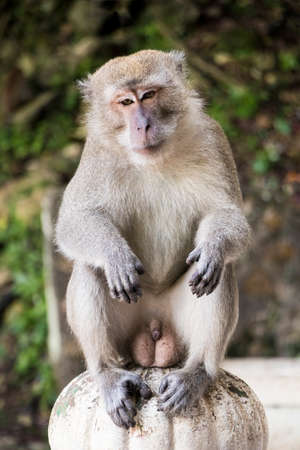 Portrait of a monkey long-tailed macaque in Batu Caves, Selangor, Malaysia. Macaca fascicularis