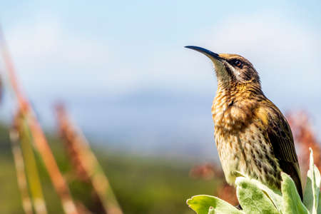 Cape sugarbird sitting on plants flowers in Kirstenbosch National Botanical Garden, Cape Town, South Africa.の写真素材